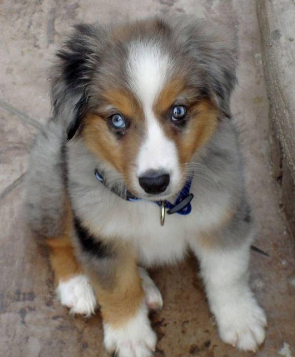 Karl - Berger Australien Mâle (4 mois)
