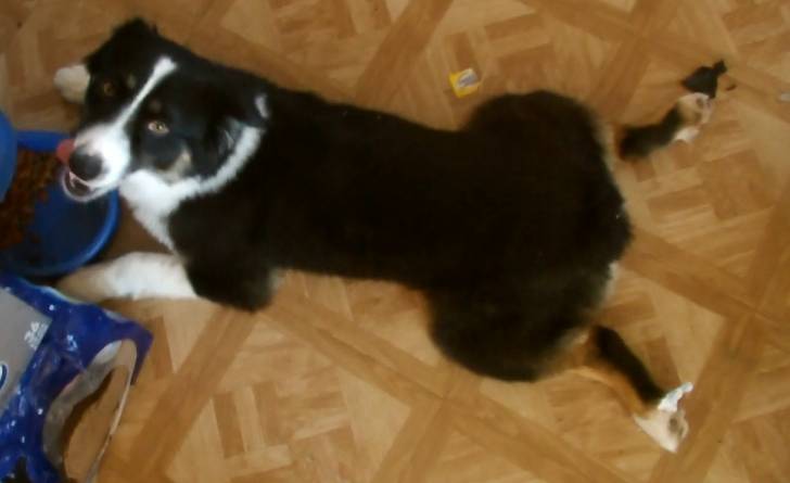 Yakima Jack Eating Dinner - Berger Australien Mâle (2 ans)