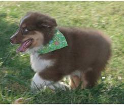 Brownie - Berger Australien (5 mois)