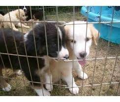 some of the pups where i got Brownie - Berger Australien (5 mois)