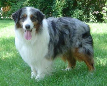 Nova - Berger Australien (4 ans)
