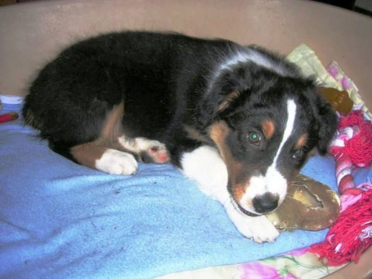 rox - Berger Australien Mâle (6 mois)