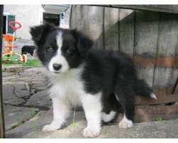 sally - Berger Australien (5 mois)