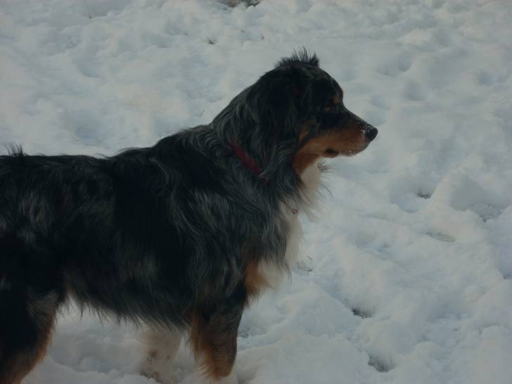 Diégo - Berger Australien Mâle (6 ans)