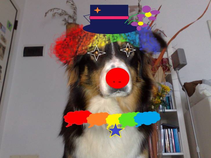 kira 6 mitika - Berger Australien (2 ans)