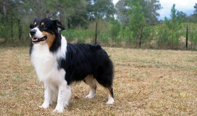 Dogzy - Berger Australien (5 mois)