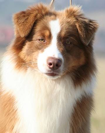 Dalak - Berger Australien Mâle (2 ans)