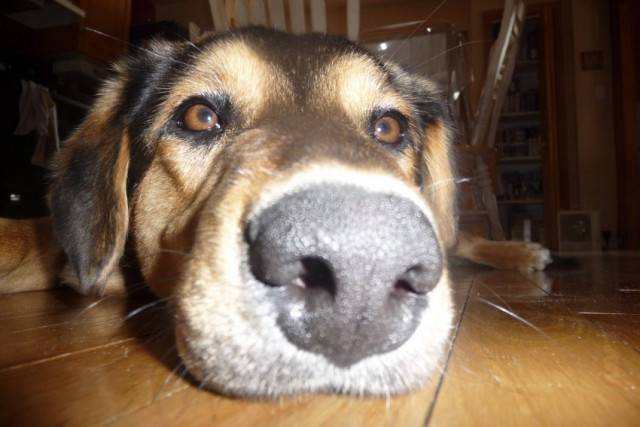 Lebel - Berger Australien (10 mois)