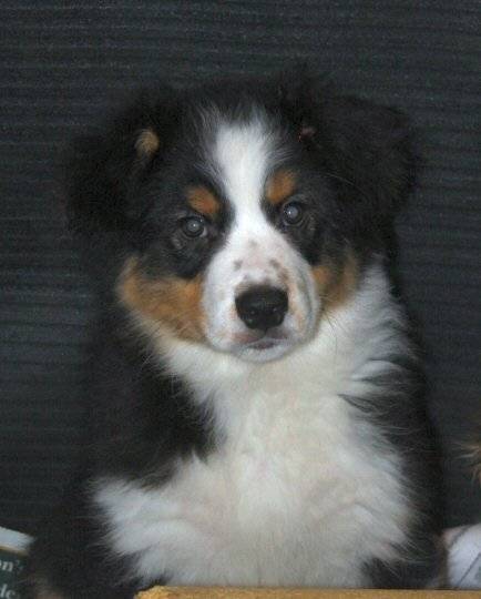 Joey - Berger Australien Mâle (3 mois)