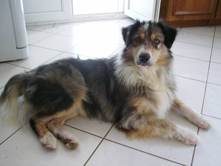 Enzo - Berger Australien Mâle (3 ans)