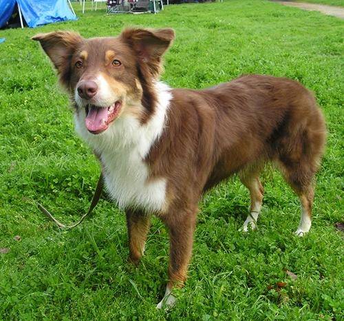 Lulu - Berger Australien Mâle (4 ans)