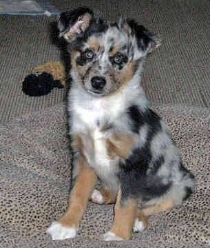Bay - Berger Australien Mâle (2 ans)