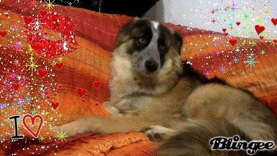 Jake - Berger Australien Mâle (1 an)