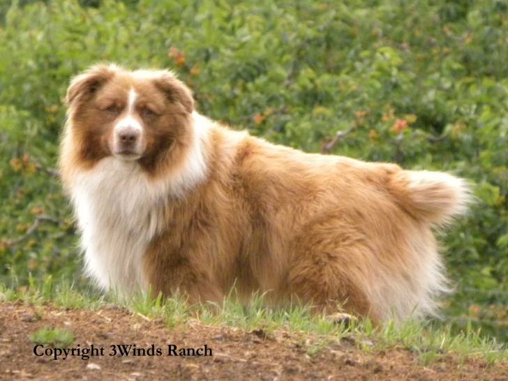 Three Winds Theodore - Berger Australien Mâle (6 ans)