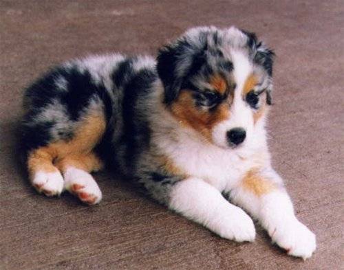 artù - Berger Australien Mâle (8 mois)