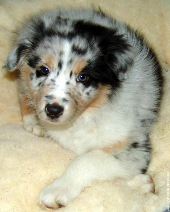spike - Berger Australien Mâle (6 mois)