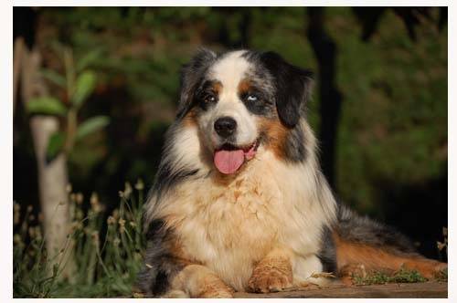 delila - Berger Australien (5 ans)