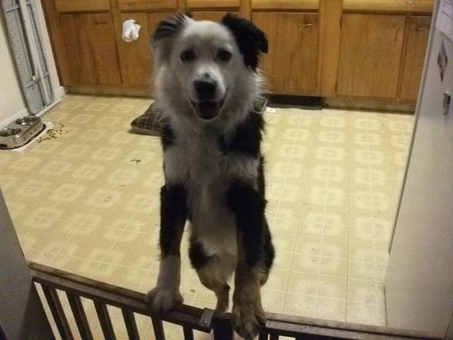 Harley - Berger Australien (2 ans)