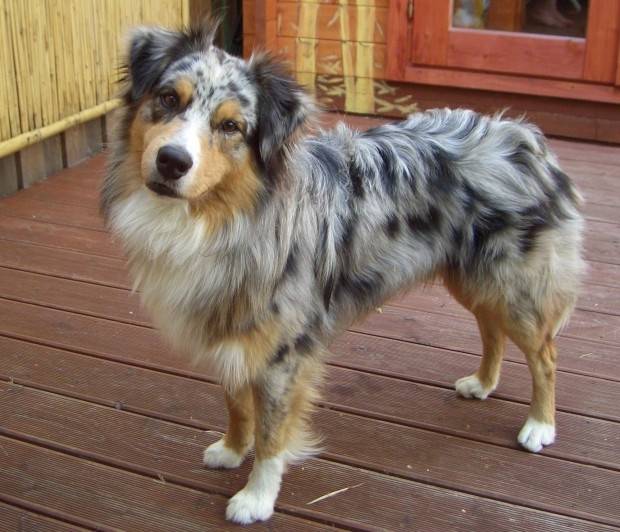 Wesley - Berger Australien Mâle (3 ans)