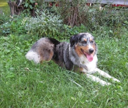 Tori - Berger Australien (3 ans)