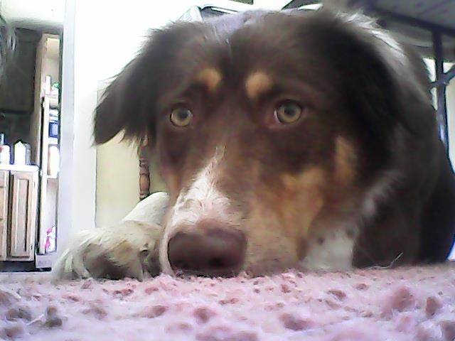 Harper - Berger Australien (1 an)