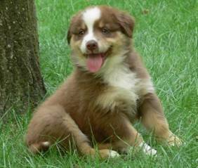 Buzzy - Berger Australien Mâle (6 mois)