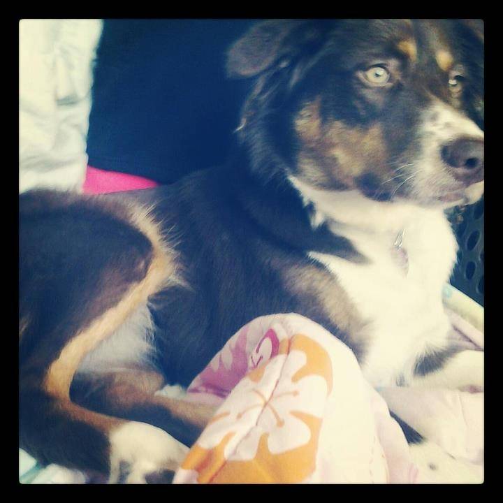 Harper - Berger Australien (1 an)
