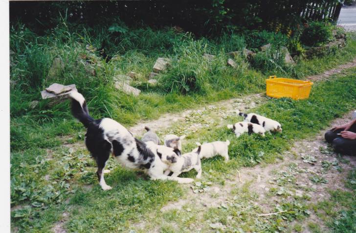 Ronja - Berger Australien (Autre)