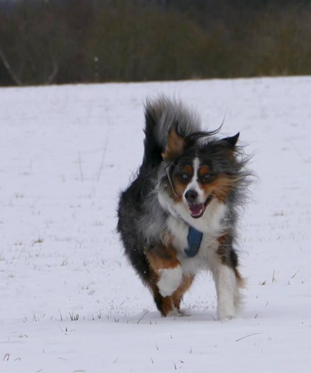 Bayou - Berger Australien Mâle (6 ans)