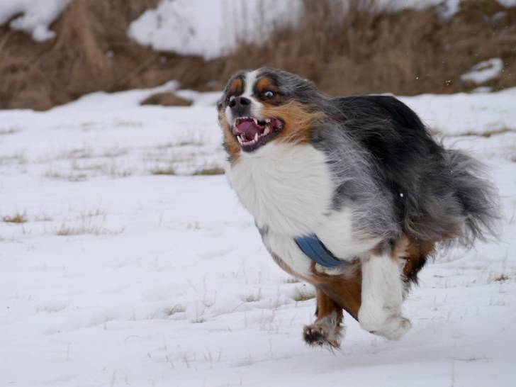 Bayou - Berger Australien Mâle (6 ans)
