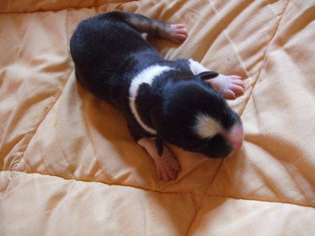 Mellow Chocolate - Berger Australien (1 mois)