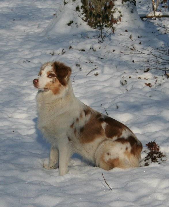 vannille - Berger Australien (8 ans)