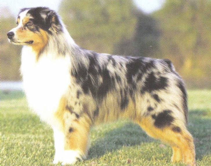 Mia - Berger Australien (2 ans)
