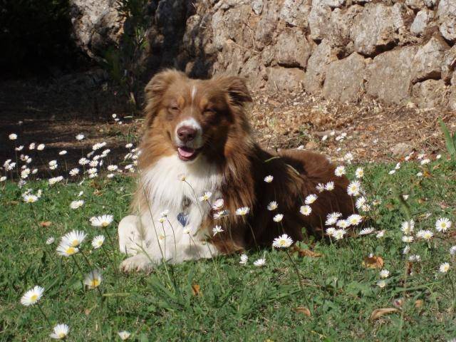 Vito - Berger Australien Mâle (4 mois)