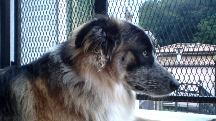 Jake - Berger Australien Mâle (1 an)