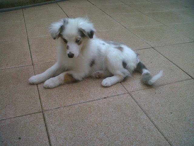 Gina - Berger Australien (2 ans)