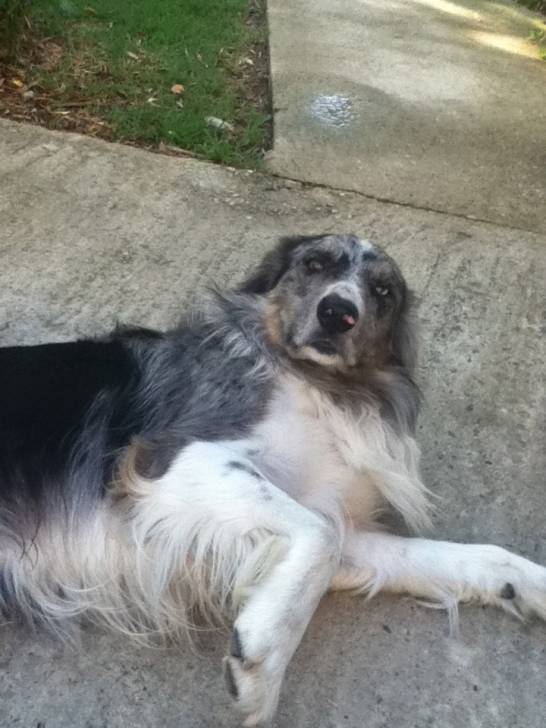 luna - Berger Australien Mâle (3 ans)