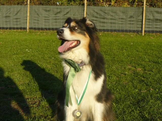 BBKing - Berger Australien Mâle (7 ans)