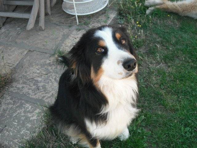Dolt - Berger Australien (5 ans)