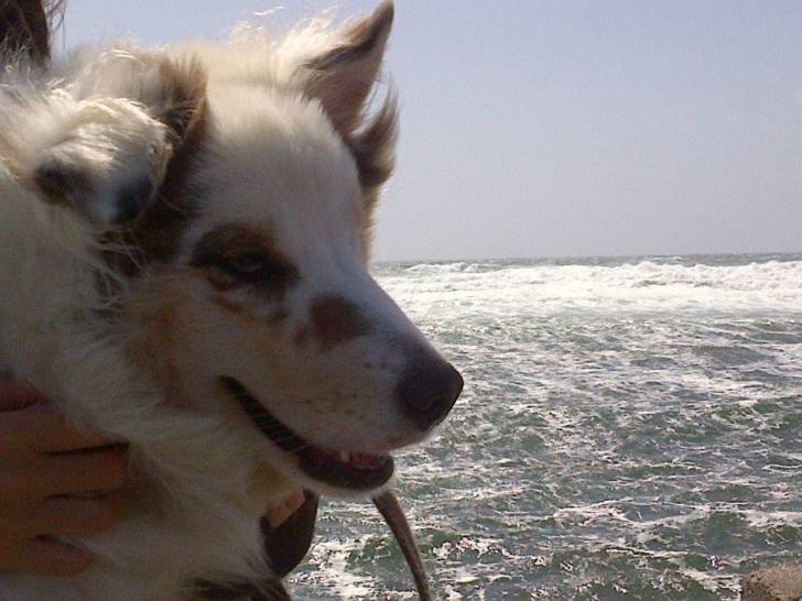 Gina - Berger Australien (2 ans)