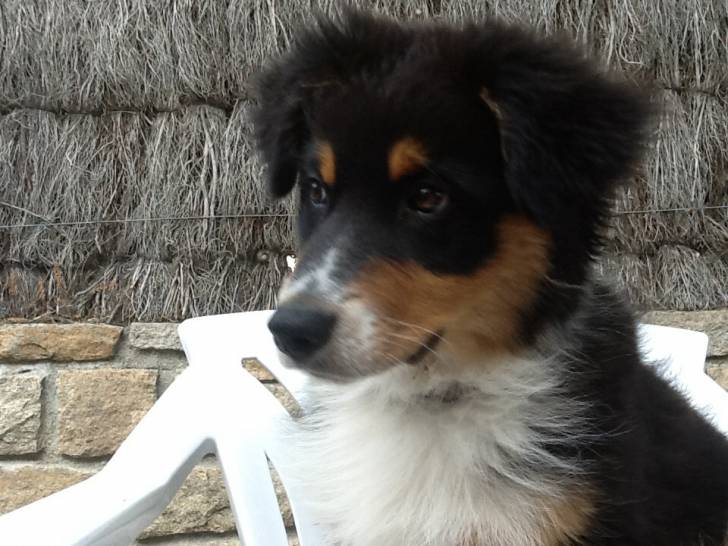 Mon chien Cooper - Berger Australien Mâle (7 mois)