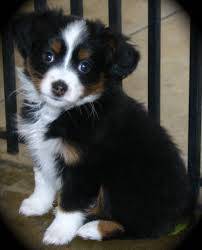 Molly - Berger Australien (2 mois)