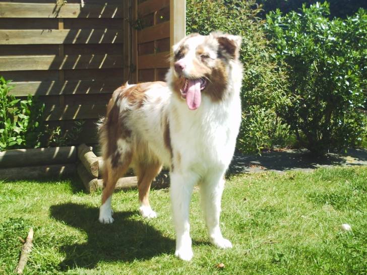 mon loulou - Berger Australien Mâle (8 mois)