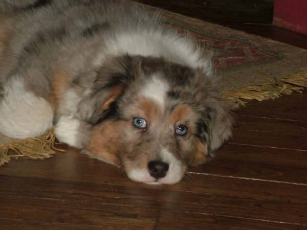 Anouk - Berger Australien (2 mois)