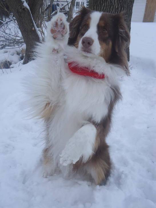 Kira - Berger Australien (3 ans)