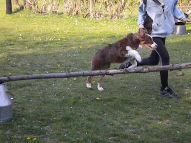 Eidy - Berger Australien (8 mois)