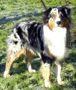 Benco - Berger Australien Mâle (4 ans)