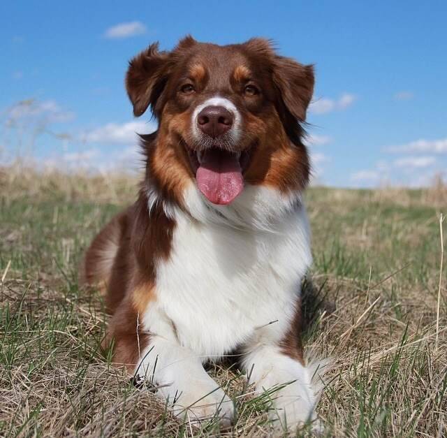 Josie - Berger Australien (1 an)