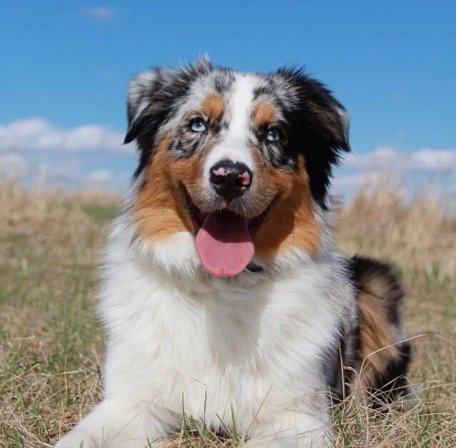 Jasper - Berger Australien Mâle