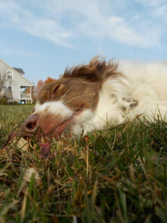 Ginger - Berger Australien (5 ans)